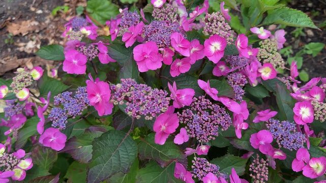 Flowering lacecap hydrangea shrub with pink blooms and contrasting dark purple leaves in garden in England