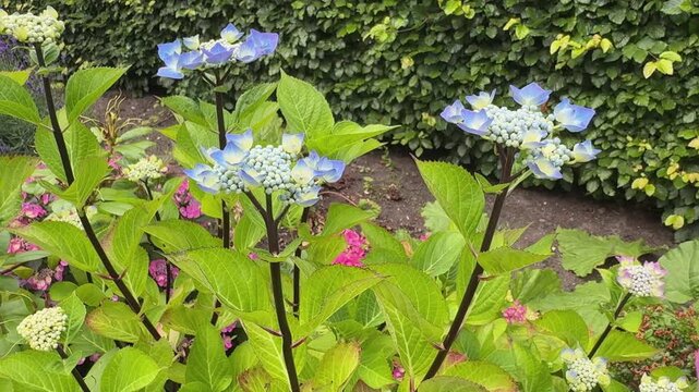 Close up of Hydrangea lacecap flowers with pink in garden in England