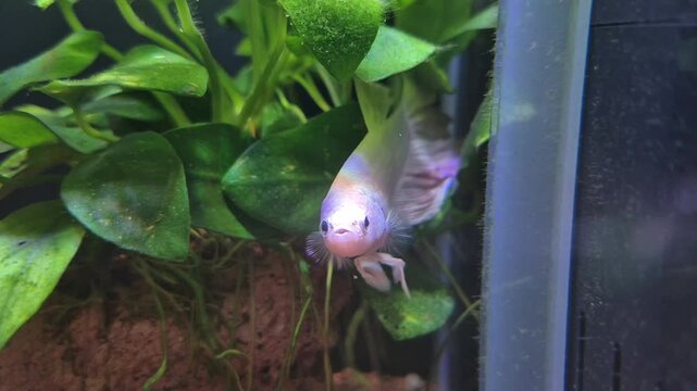White pearl Betta fish swimming stationary in a lush planted aquarium with rainbow light reflections on its scales, iridescent white betta. peaceful underwater scene