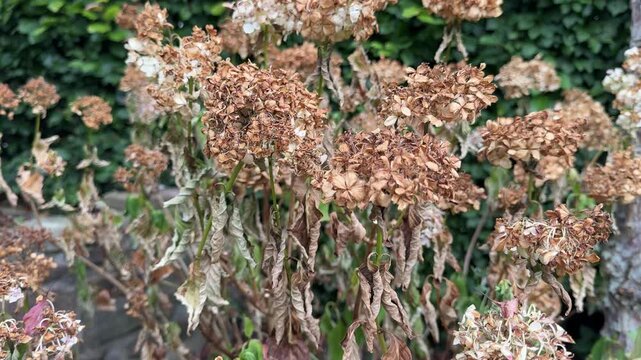 Drought damaged hydrangea macrophylla with dying spent flowers and wilted brown foliage in summer garden in England