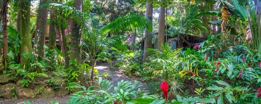 Lush tropical rainforests in the highlands of the paradise island of Saint Lucia, Eastern Caribbean