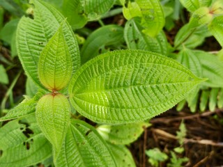Clidemia hirta leaves in the morning 