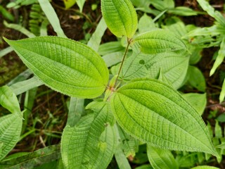 Clidemia hirta leaves in the morning