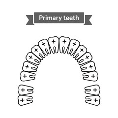 Illustration of human primary teeth showing a full dental arch diagram © tarek