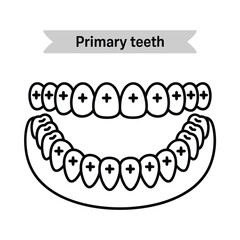 Illustration depicting a set of primary human teeth upper and lower arcs © tarek
