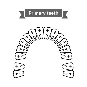 Illustration of human primary teeth showing a full dental arch diagram