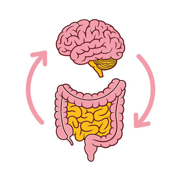 Illustration depicting the gut brain connection with arrows showing bidirectional communication