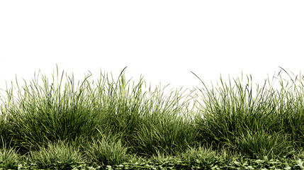 Fototapeta premium grass isolated on white background/Dense green grass and natural ground vegetation forming a fresh, wild meadow texture on a white background. Stock Illustration