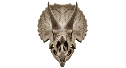 Isolated Triceratops fossil skull, prehistoric dinosaur remains, extinct animal skull find © Thaddeus
