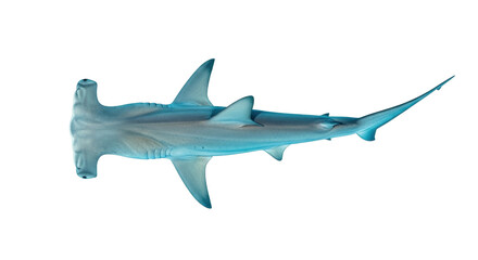 Fototapeta premium Isolated Hammerhead Shark Aquatic Creature, Sea Predator Top View, Marine Wildlife, Conservation