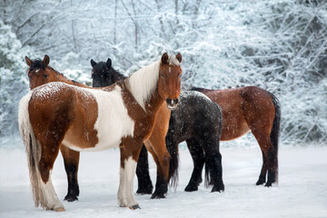 Horses in snow forest