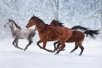 Arabian horse in snow