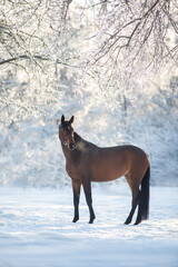 Horse portrait in snow forest