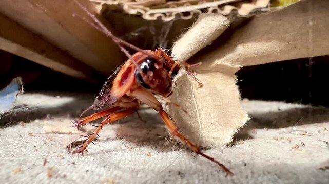 Close-up of a dead brown cockroach lying on its back on a dusty floor near cardboard debris. Detailed macro view highlights legs, antennae, and texture in an indoor pest control context.