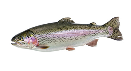 Obraz premium Isolated Rainbow Trout swimming, a freshwater fish with iridescent pink stripe, beautiful