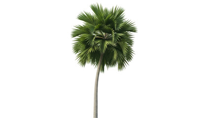 Isolated palm tree with green fronds, tall single trunk, outdoors tropical vegetation © Ophelia