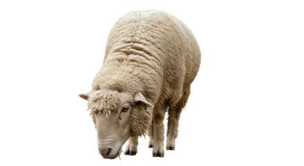 Fotobehang Schapen Isolated sheep stands with head lowered, feeding, domesticated animal with thick wool  © Ophelia