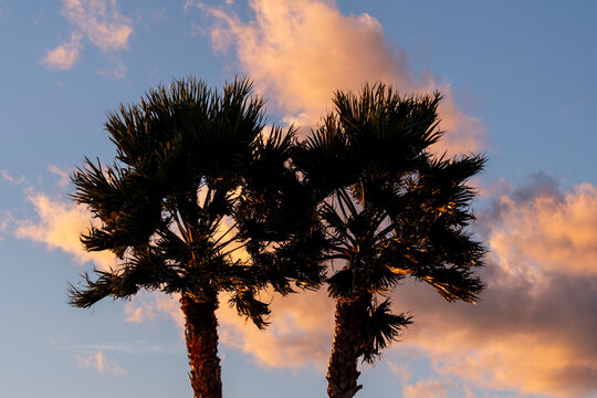 Warm summer travel mood as palm trees silhouette against a sunset sky where tropical clouds glow and create scenic evening atmosphere with open copyspace