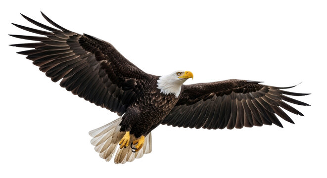 Isolated Bald Eagle in Flight, Wings Spread, Bird of Prey Soaring, Animal Wildlife Nature