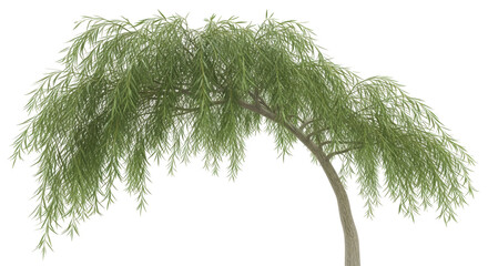 Isolated weeping willow tree with a curving trunk and slender leaves on its many branches © Ophelia