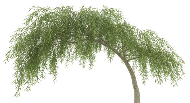 Isolated weeping willow tree with a curving trunk and slender leaves on its many branches