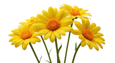 Isolated yellow daisy flower bouquet for floral design, bright summer color, cheerful, pretty