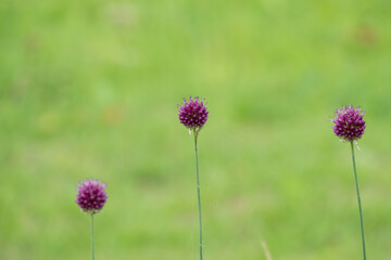 Obraz premium Allium sphaerocephalon, known as round-headed leek