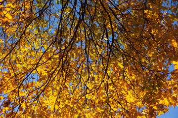 Ahorn (Acer ), buntes Herbstlaub an einem Baum, Deutschland