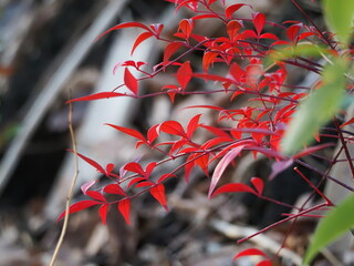 紅葉したナンテン