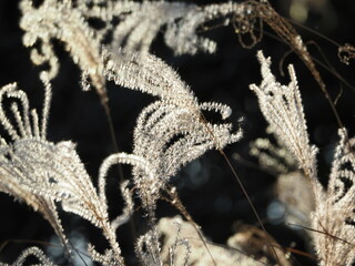 光るススキの穂