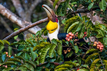 A Great Hornbill is foraging for fruit in the Khao Yai Heritage Forest, Khao Yai National Park, Nakhon Ratchasima Province, Thailand. © Somsak