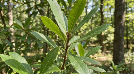 Green leaves of a bay laurel tree branch in a sunlit forest image photo