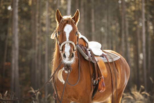Western horse portrait