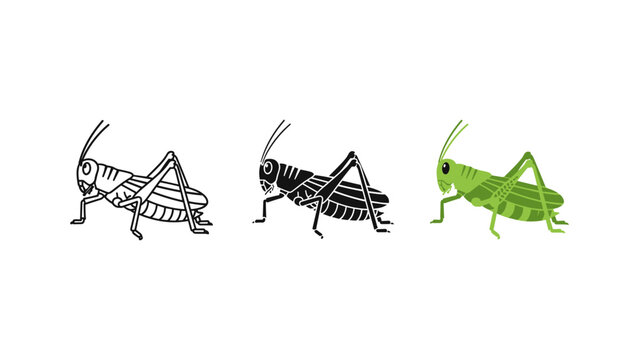 Three grasshoppers life stages illustration vector set isolated on white background nature insect
