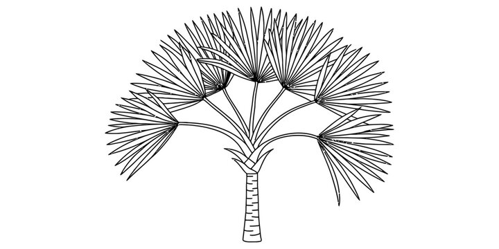 Hand-drawn illustration of a branched doum palm tree with fan-shaped fronds on white background