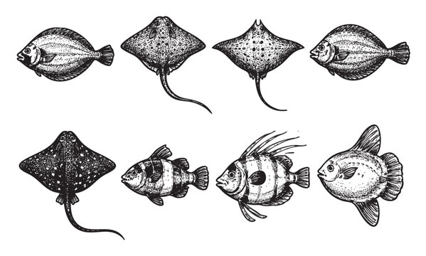 A collection of stylized fish and ray illustrations in black and white, resembling vintage engravings. Suitable for educational materials, seafood menus, and nautical designs.