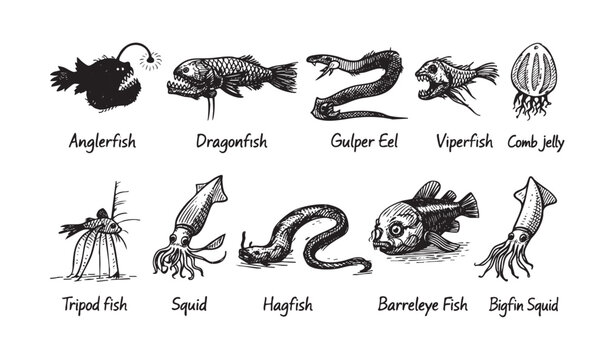 Artistic illustration of deep-sea creatures like anglerfish, dragonfish, squid. Ideal for educational, scientific, or creative projects requiring unique underwater themed visuals.
