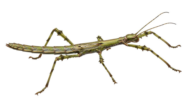 Isolated Stick Insect on Display, a Green Phylliidae Order Insect in a Studio Setting