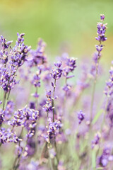 Obraz premium Close-up of blooming lavender flowers in soft sunlight with blurred green background