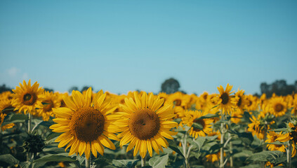 Field of blooming sunflowers under clear blue sky, vibrant yellow petals, summer floral landscape