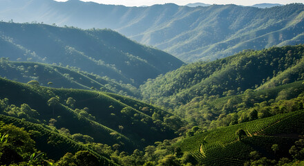 Tropical coffee plantations terraced across steep, lush green hi