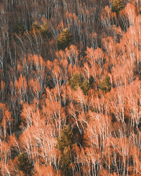 View of a forest landscape, where trees with vibrant orange leaves contrast against the muted tones of bare branches and dark green conifers, Piedimonte Etneo, Sicily, Italy.