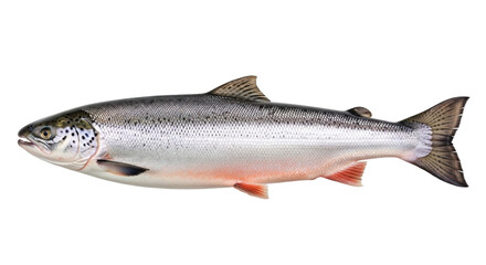 Obraz premium Isolated Silver Salmon, Oncorhynchus kisutch, an anadromous fish, commercial fishing species