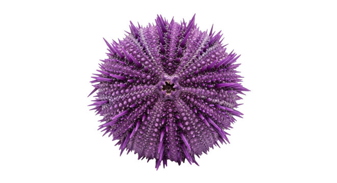 Isolated purple sea urchin with spines, a spiky echinoderm from the ocean floor