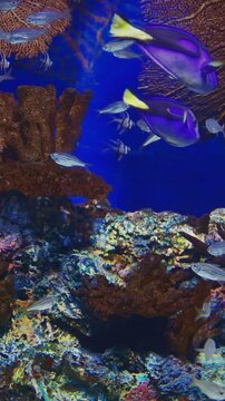 Banggai Cardinalfishes Swim In Underwater Aquarium With Variety Of Colorful, Vibrant Tropical Fish. Blue Tang Fish Hunts Other Fish. Small Tropical Cardinalfish. Ocean Animal, Aquatic Life. Diverse