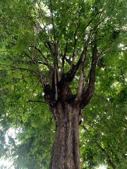 Fototapeta premium Bottom view, along the trunk, of the fresh green foliage of a beech tree in the spring, with the branches clearly visible as veins for the life juices.