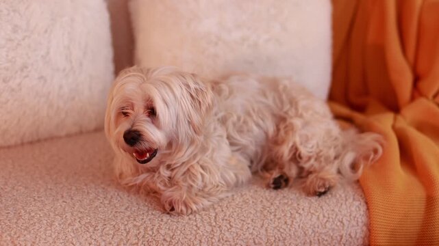 Cute little child, boy, playing with his pet dog, maltese breed at home