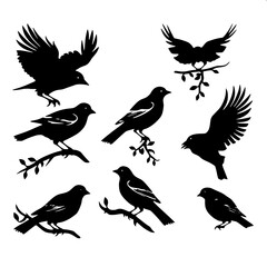 Obraz premium High contrast black silhouette songbird with white feather highlights, perched pose, flat vector art