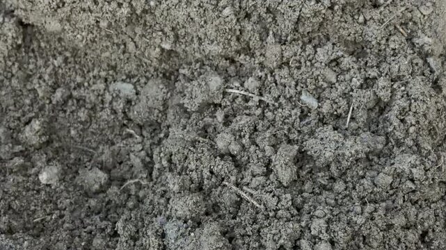 A metal shovel blade slices into a pile of dark, wet soil. The impact produces a heavy thumping sound followed by the wet crunch of shifting earth. Clumps of damp dirt fall with soft, muffled thuds.