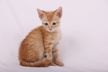 Ginger Kitten